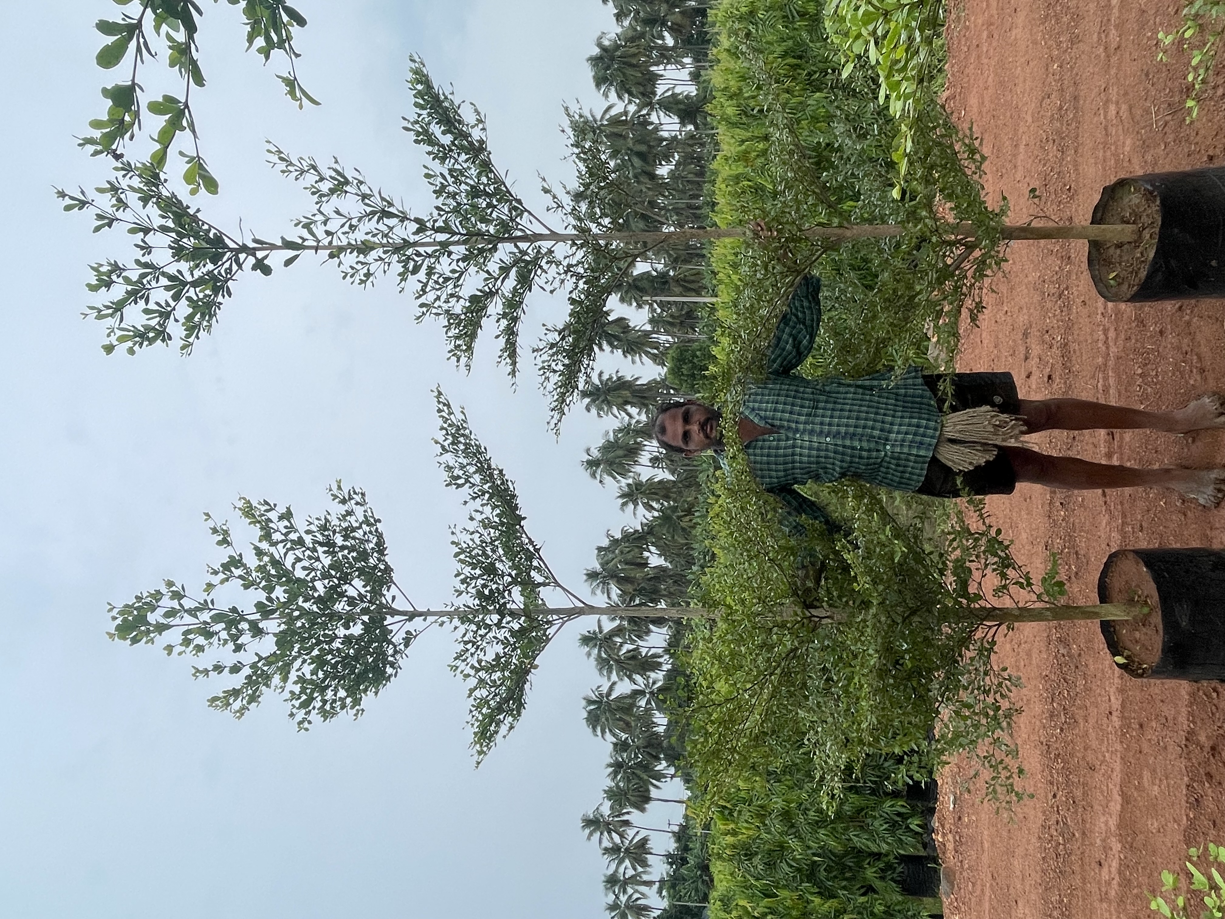 Sterculia Foetida